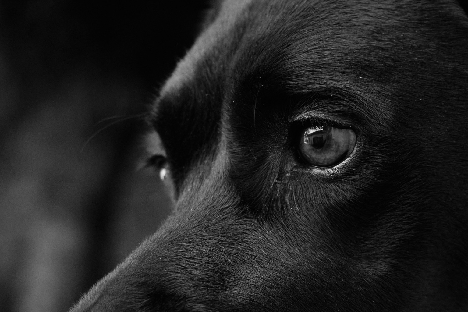 Gros plan en noir et blanc sur le regard d’un chien.