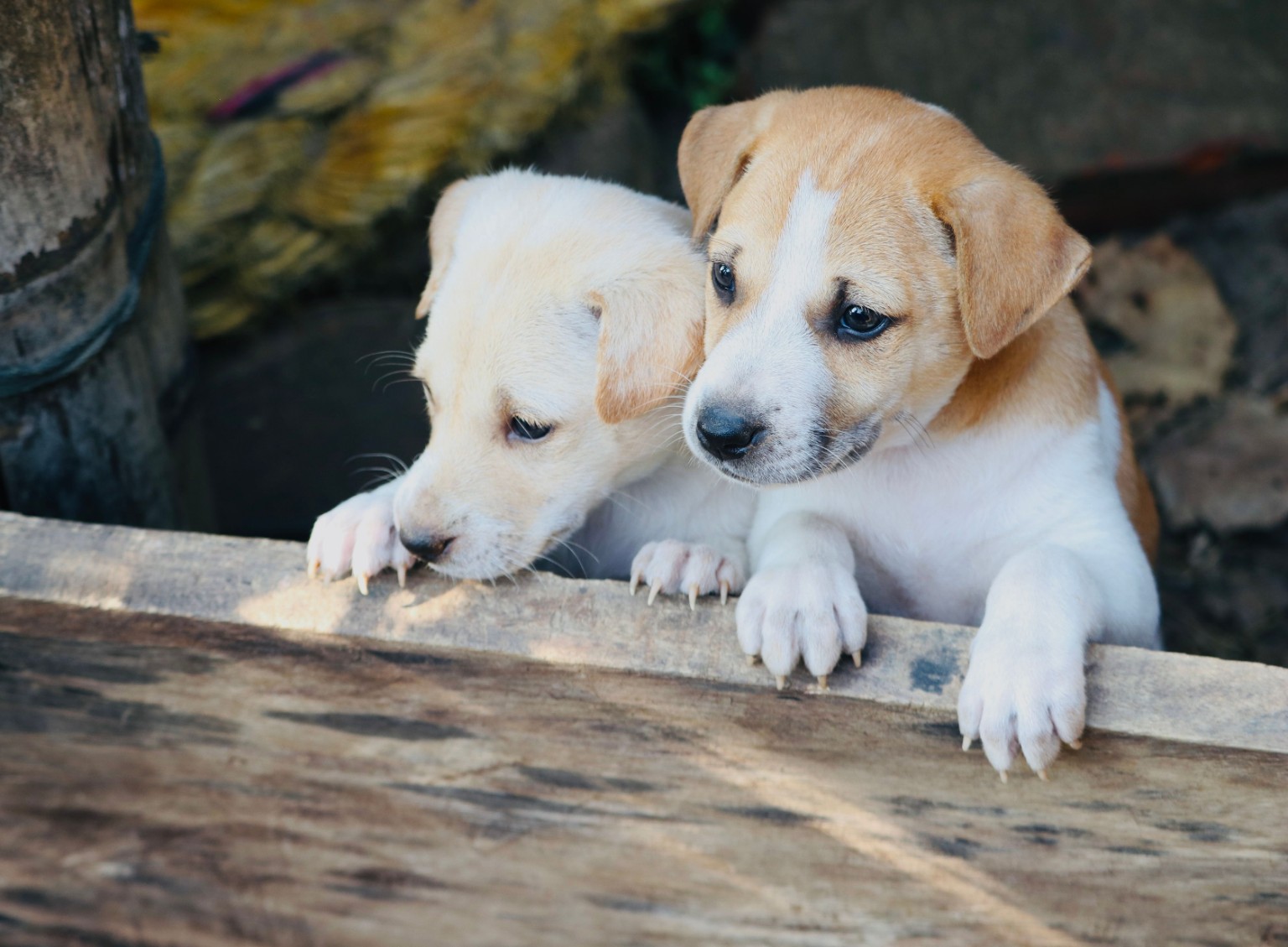 Deux chiots côte à côte sur un tronc.