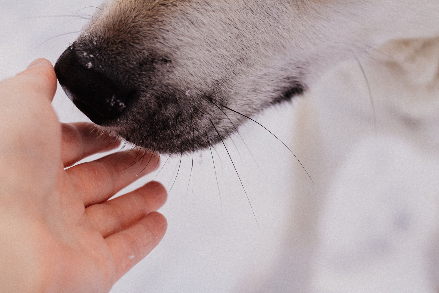 Museau d’un chien au contact de la main de son humain.