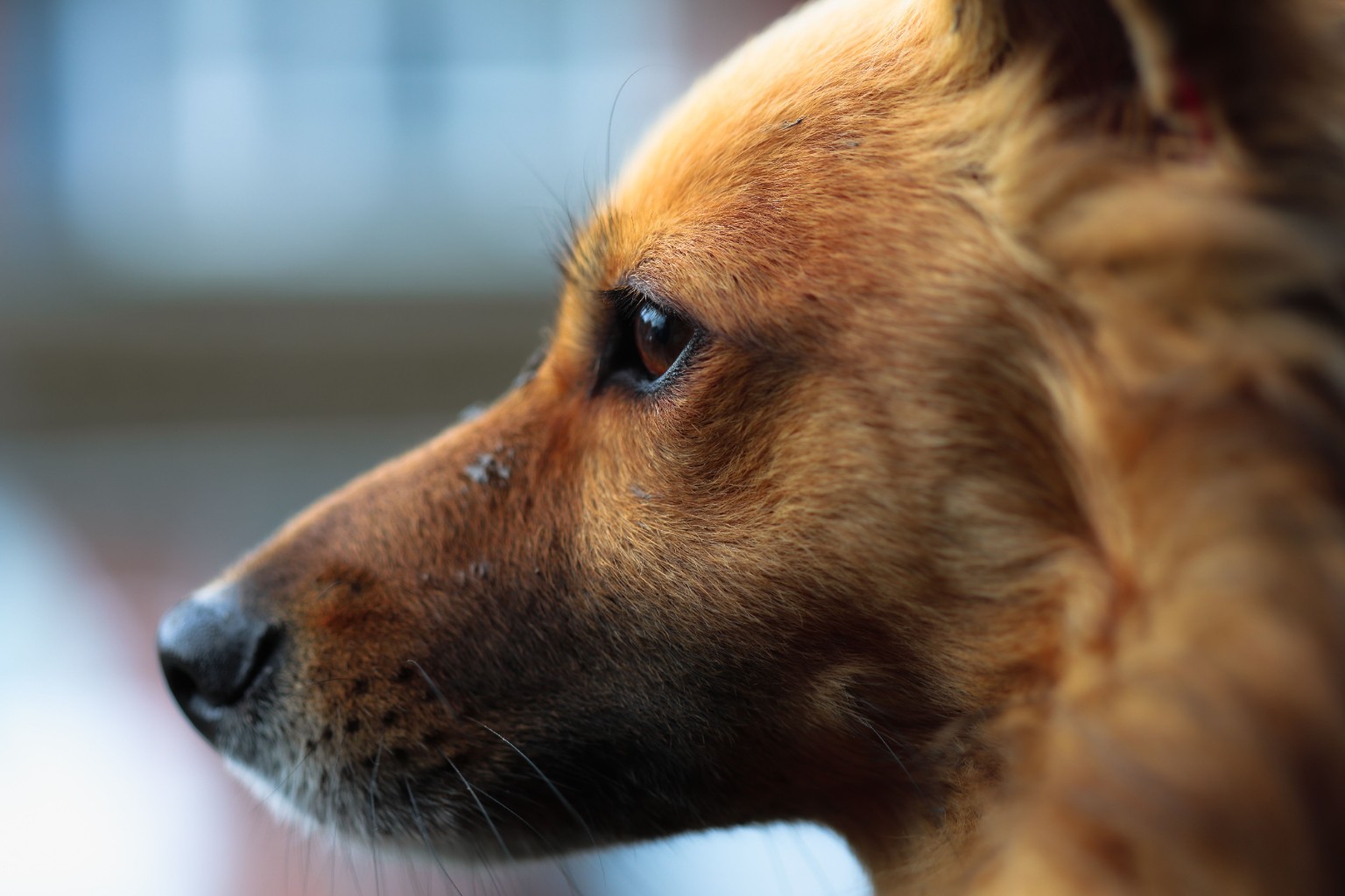 Chien observant de profil dans un environnement calme.