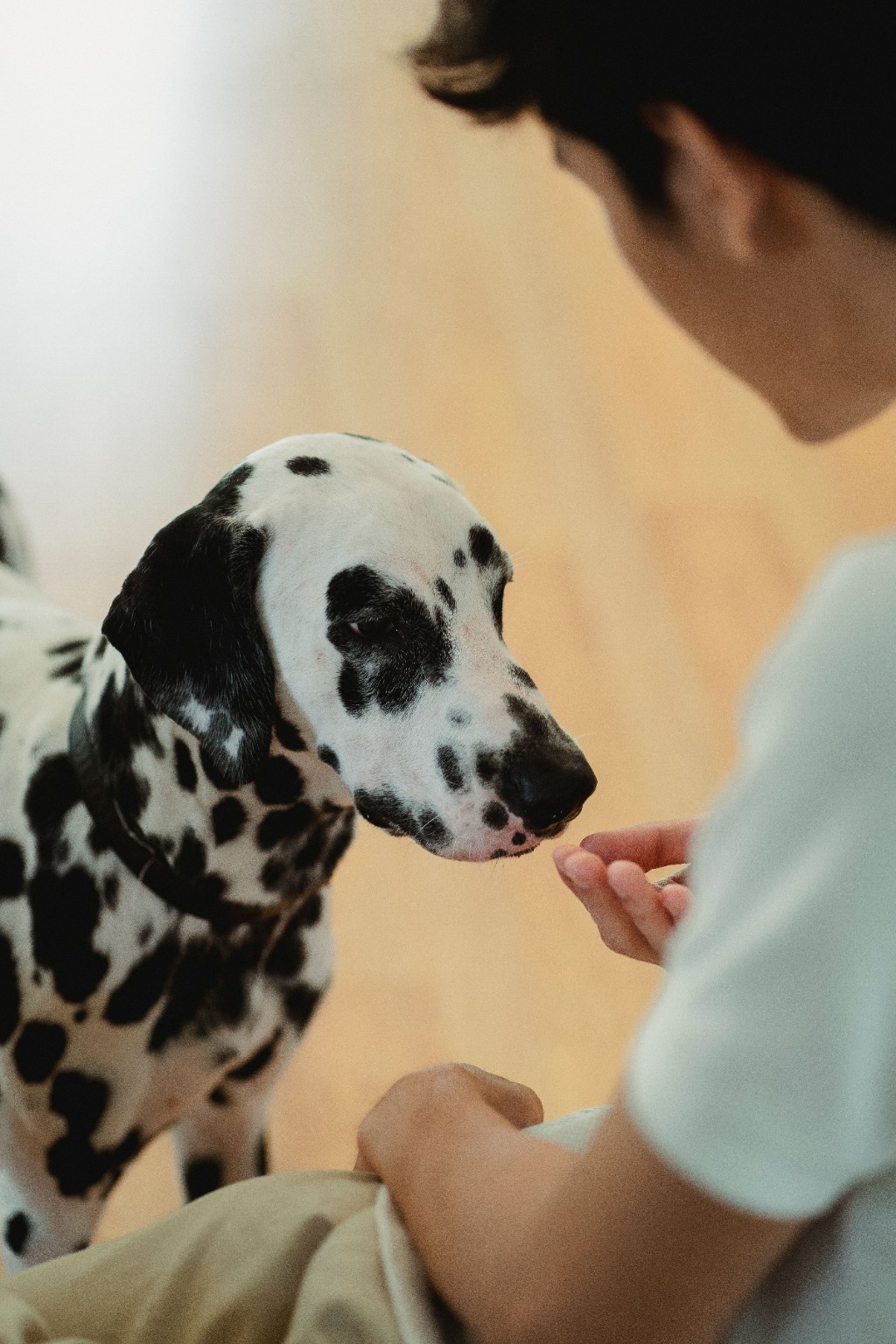 Dalmatien recevant une récompense de la main de son humain.