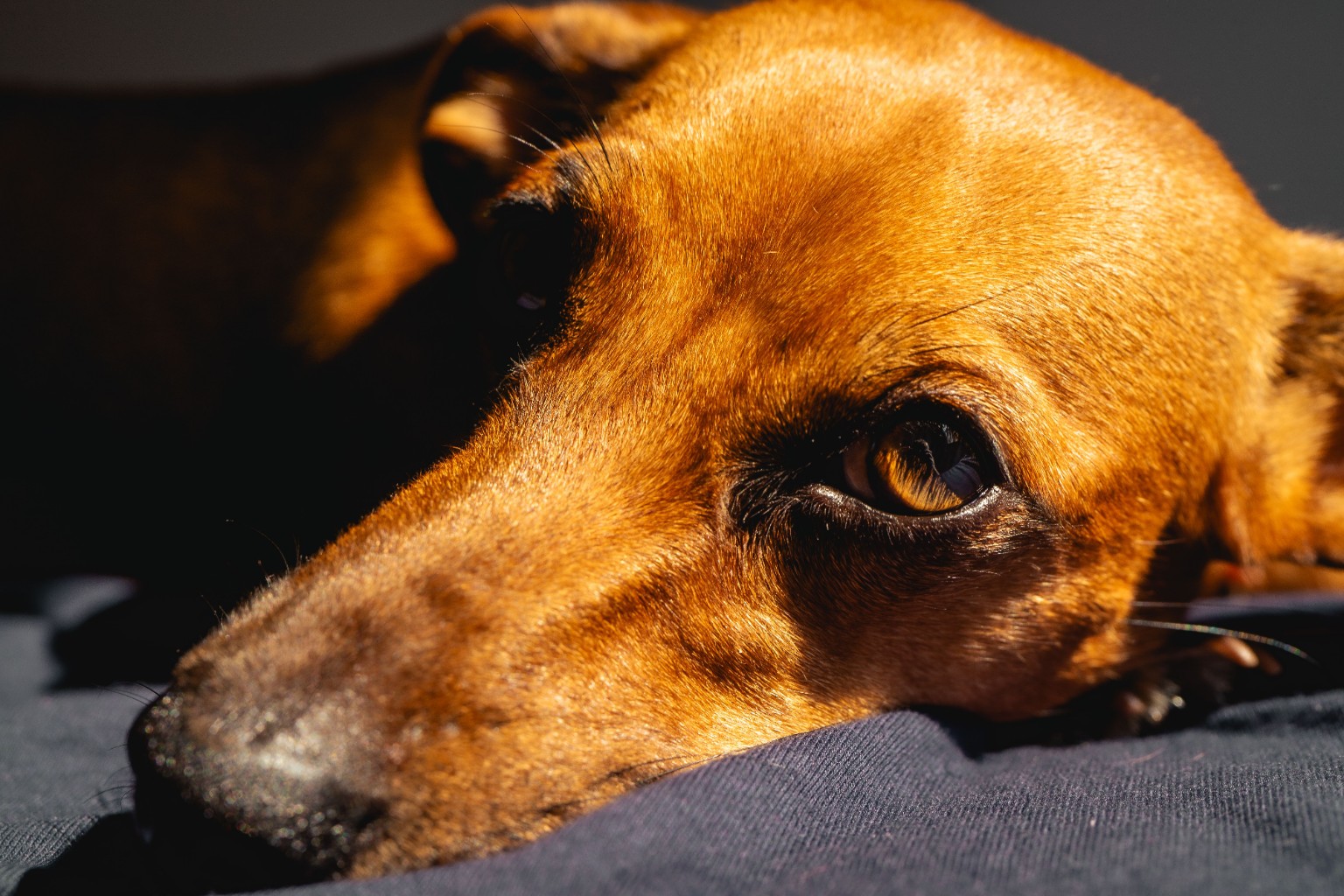 Chien calme, la tête posée sur son couchage.